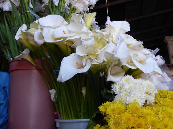 Meine Lieblingsblume: Calla.