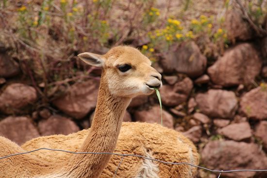 ein Vicuña, man sieht sie normalerweise nur über 4000 m. - Foto: Bruno