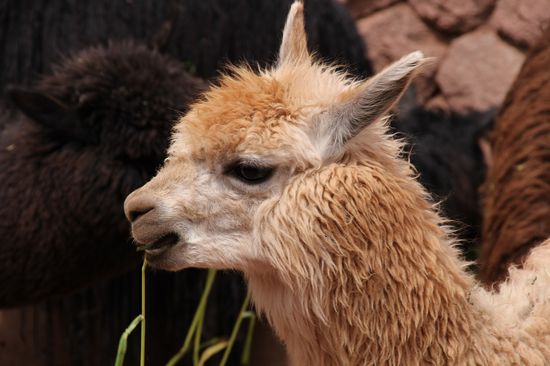 Ein Alpaca - Foto: Bruno