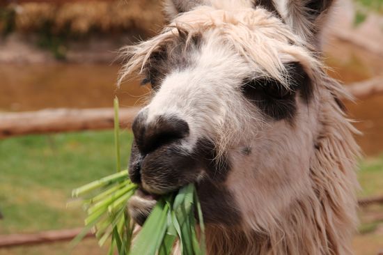 Ein Lama - Foto: Bruno
