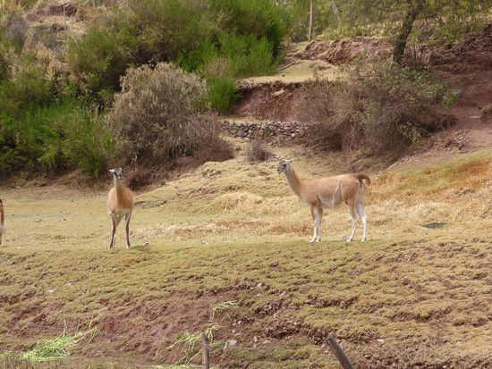 die frei lebenden Guanacos