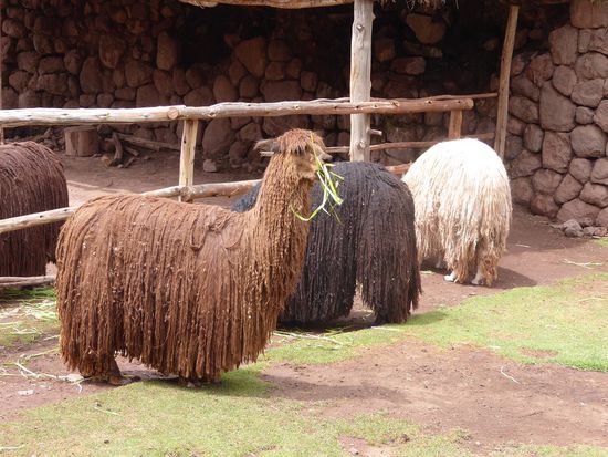 Suri-Alpaka - man kann es auch Rasta-Alpaka nennen