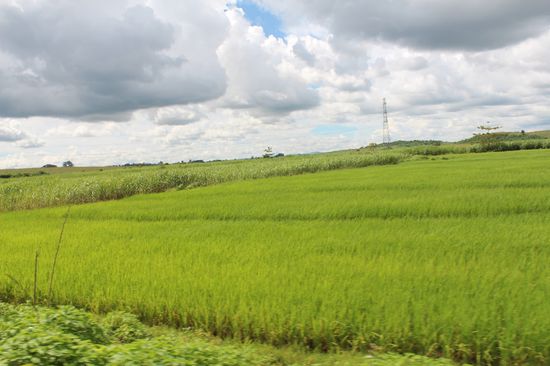 endlose Reisfelder mit jungem Reis