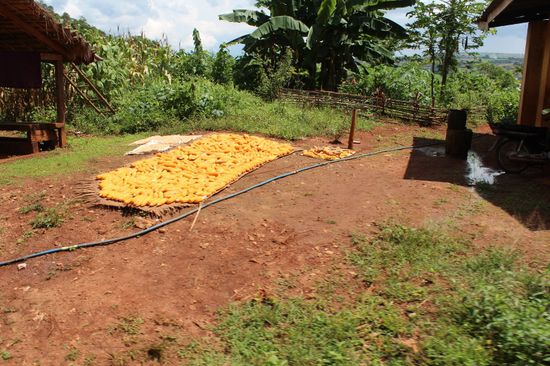 Maiskolben zum Trocknen