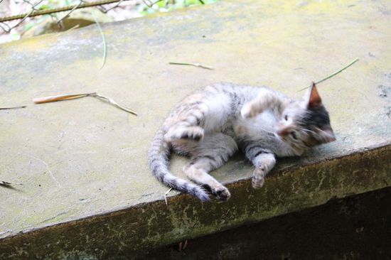 Das Kätzchen habe ich sofort erkannt.