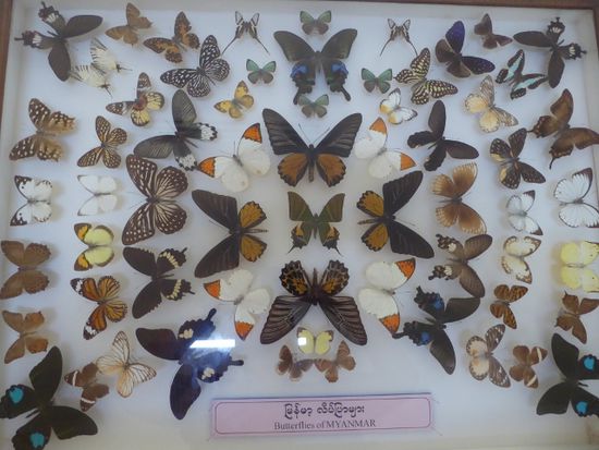 Schmetterlinge von Myanmar