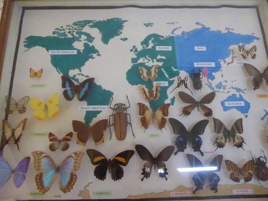 Schmetterlinge aus aller Welt