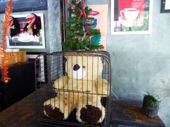 Der arme Teddy ist wohl unter dem Weihnachtsbaum eingeschlafen...