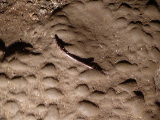 der Tausenfüssler lebt in fast völliger Dunkelheit. Nur die Lampen der Guias, die täglich hereinkommen, bringen Licht hinein.