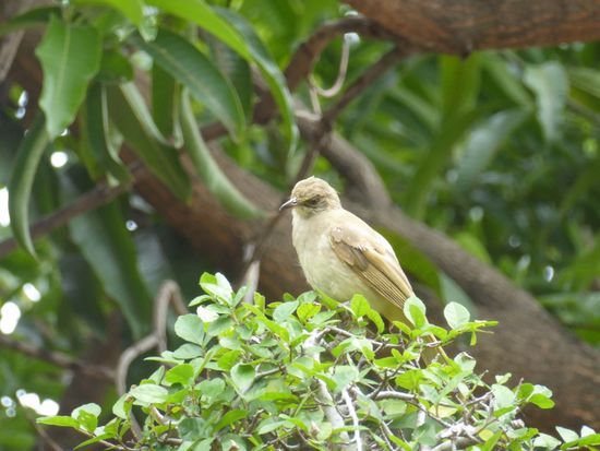 Für Peter hätte ich da noch ein Rätsel...
Bin ja gespannt, ob du den erkennst? Fotografiert habe ich ihn noch in den Ruinen von Ayutthaya.
Antworten wie immer im Gästebuch. 
Danke - Thank you very much.