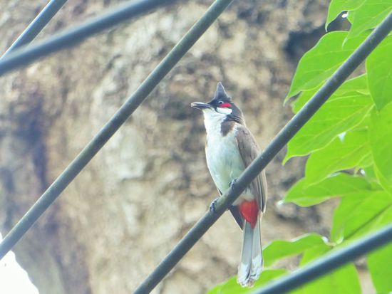 Und hier noch der 'Vogel des Tages' für Peter den Ornitologen.
Hab ihn vor dem Hotel in Pai aufgenommen. Er sitzt auf den Stromkabeln und wenn ich es richtig interpretiert habe, war er es, der mit seinen Kollegen ganz laut gezwitschert hat.
__________________________________________________________________________
Antwort von Peter: es ist ein red-whiskered Bulbul (Pycnonotus jocosus)