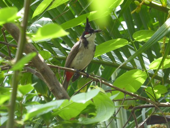 Es ist der gleiche Vogel, den ich auch gestern in Pai entdeckt habe.