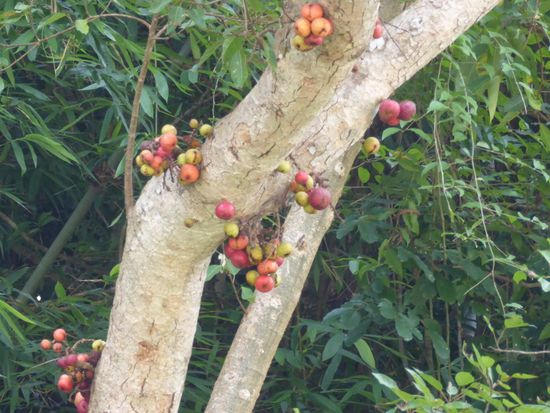 Wir halten nicht wegen diesen Früchten an, aber sie sind trotzdem interessant