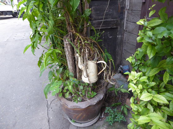 gewachsen aus der Kaffeekanne hat sich hier eine imposante Pflanze entwickelt.