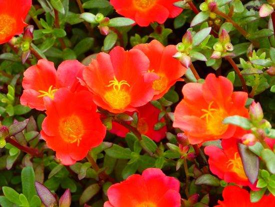 winzige Blümlein zieren den Weg zum Boot