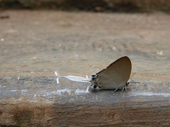 Wenn das kein spezieller Schmetterling ist...