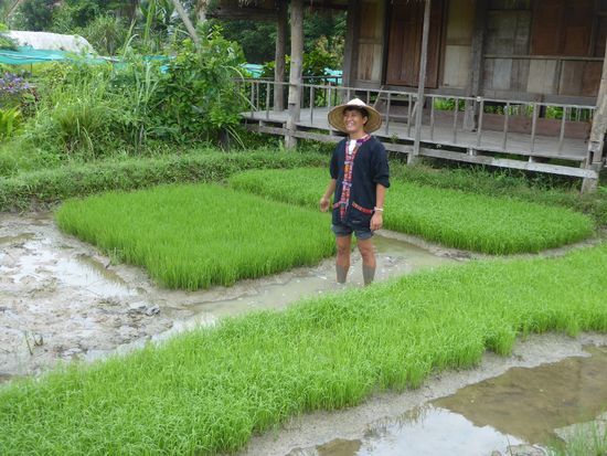 Die jungen Reissprösslinge vor dem Aussetzen