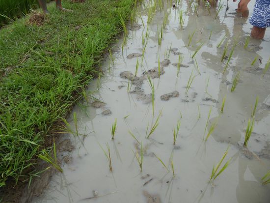 eine Anfängerpflanzung