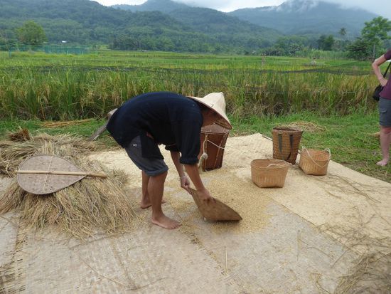 Körner einsammeln mit dem Hut.