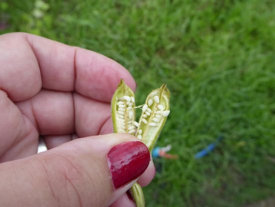 noch nie gesehen: Sesamsamen.