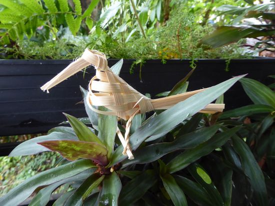 Vogel des Tages: der seltene Bambusrohrsittich.