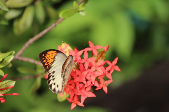 Ich war auch heute Morgen noch einmal auf Schmetterlingsjagd.
