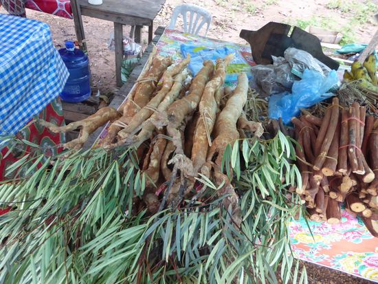 Bambuswurzeln werden als Gemüse gegessen