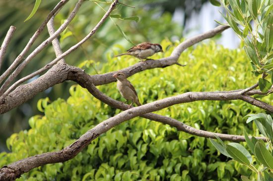 Vögel des Tages sind diese beiden Spatzen im Garten des Hotels. Es sind noch immer die einzigen Vögel, die mir in den letzten Tagen vor die Linse geraten sind.