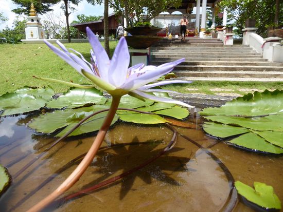 und überall diese wunderschönen Lotusblüten