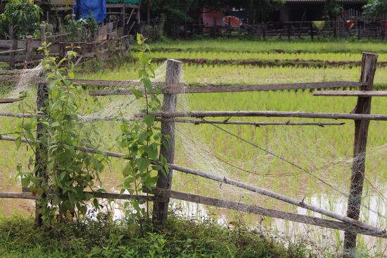Reisanbau und Fischerei, die beiden Eckpfeiler der Dörfer am Fluss