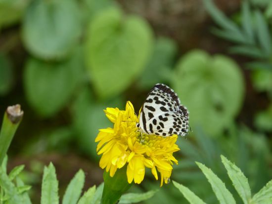 Es gibt noch Leben in den Ruinen...