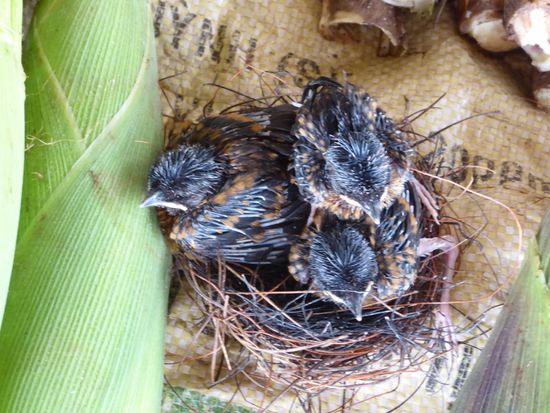 drei piepsende kleine Vögel werden angeboten, samt Vogelnest.