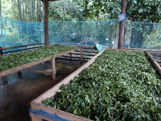 Hier werden die Teeblätter getrocknet