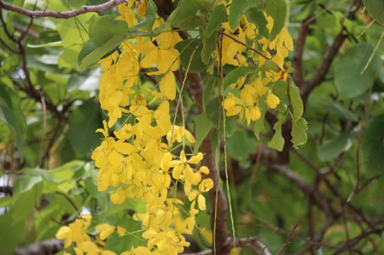 Gelb, die Farbe des Königs. Ihm zu Ehren wurden im ganzen Land viele Bäume mit gelben Blüten gepflanzt.