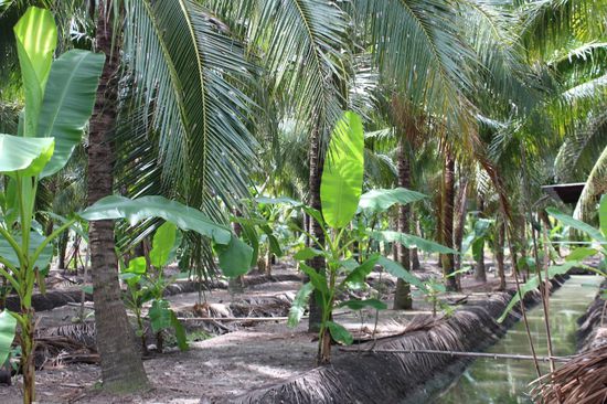 Es gibt hier riesige Kokospalmplantagen