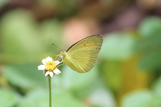 ich wäre gern noch ein wenig auf Schmetterlingsjagd gegangen