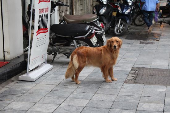Deja vu -mitten in Hanoi
Kennen wir uns?
Wer mich schon länger kennt, weiss was ich meine. Mein Falco hat genauso ausgesehen. Gleicher Blick, gleiche Farbe... 
musste ihn 2009 verabschieden, aber er bleibt immer bei mir - irgendwie.