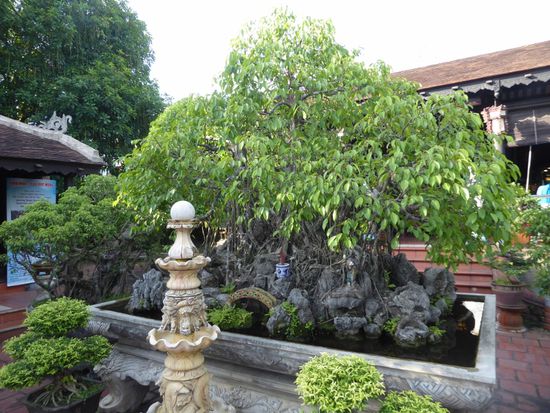 über 600 Jahre alter Bonsai