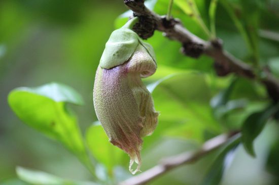 Kalebassenbaum - Blüte