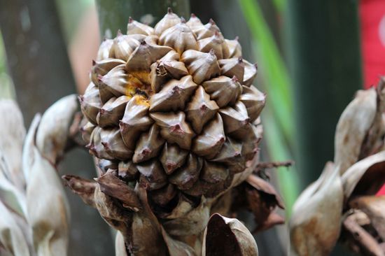 Wasserkokosnuss-Frucht