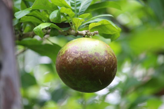 Kalebassenbaum - Frucht
