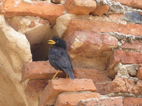 Was ist das für ein Vogel. Wenn er fliegt, sieht man unten seine weissen Federn an den Flügeln
________________________________________________________________________
Die Antwort kam von verschiedenen Seiten, per Mail / Whatsupp und Gästebuch. Es ist ein white-vented Myna (Acridotheres javanicus)