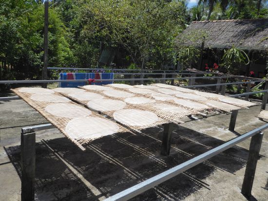 Die Reisblätter werden auf Palmen zum Trocknen ausgelegt