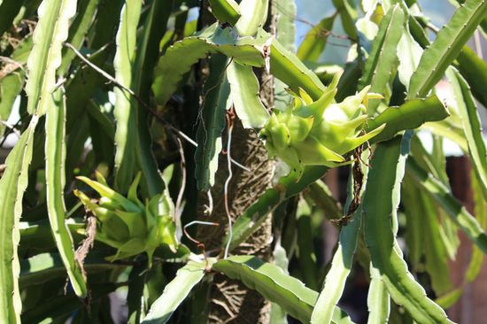 Drachenfrüchte sind eigentlich Kaktusfrüchte. Der Kaktus wächst an einem langen Stamm und sieht aus wie ein Weihnachtskaktus