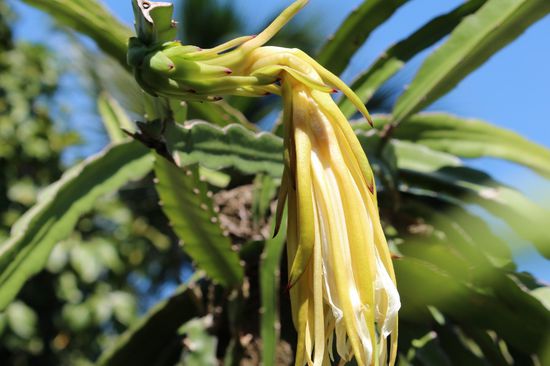 Blüte der Drachenfrucht.