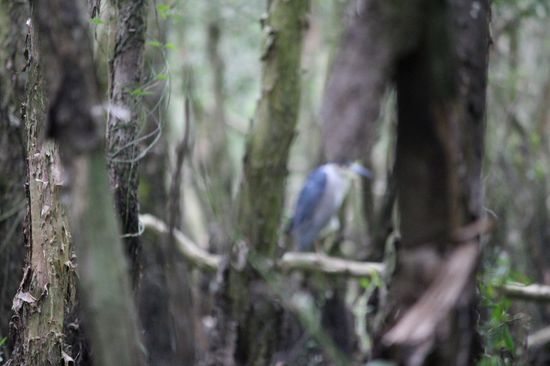 Das ist leider nur ein sehr unscharfes Bild eines der Vögel. Die Kamera hat sich erst auf die Bäume davor eingestellt.