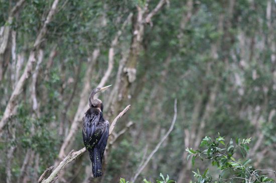 Auch das ein sehr eigenartiges Exemplar.