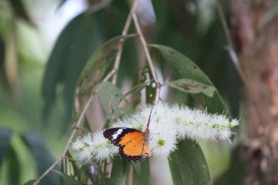 Die Mangroven blühen