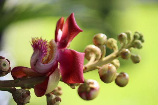 sehr spezielle Blüten. Eine Kombination von Lippenblüter und Korbblüter.