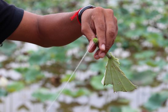 Ein feiner Faden aus dem Lotusstängel